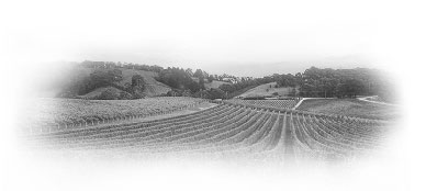 Control biológico de fauna a tráves de la cetreria en cultivos, viñedos. Cetrería en Uruguay.
