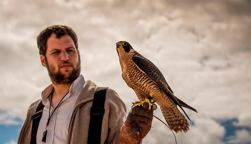 Halcón Peregrino. Cetrería en uruguay.