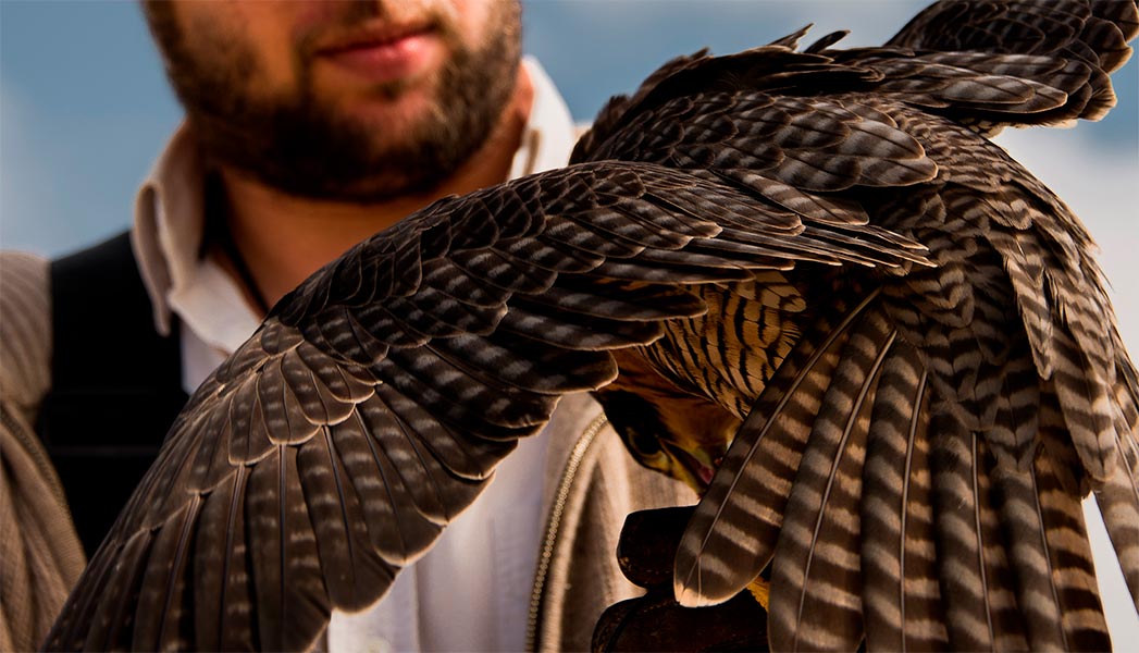 Gavilán Mixto con alas abiertas junto al cetrero en Uruguay, Montevideo
