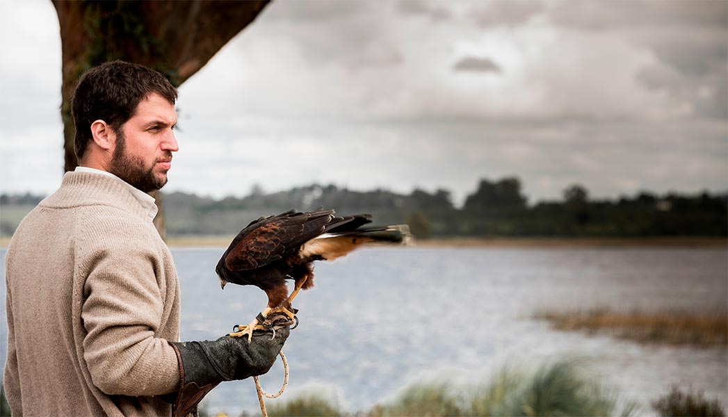 Control de palomas gavilán mixto. ntercepta uruguay. Cetrería.