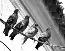 Cuatro palomas reposan en un cable de alta tensión de Montevideo
