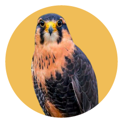 Halcón Aplomado. Falco Femoralis. Ave de cetrería para control biológico de fauna en Uruguay.