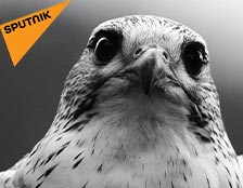 primer plano del Falco Peregrinus Cassini conocido como halcón peregrino 
